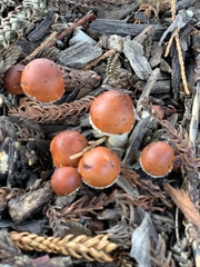 Leratiomyces ceres
