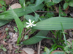 Eleutherine latifolia
