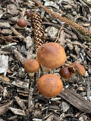 Leratiomyces ceres