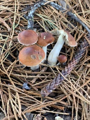 Leratiomyces ceres
