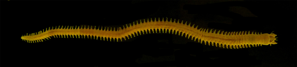 pelagic clam worm