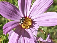 Acmaeodera paradisjuncta