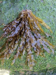 Dictyopteris polypodioides