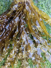 Dictyopteris polypodioides