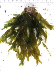 Dictyopteris polypodioides