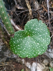Begonia uniflora