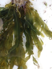 Dictyopteris polypodioides