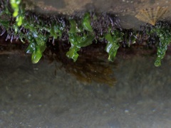 Dictyopteris polypodioides