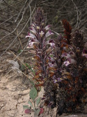 Aphyllon cooperi palmeri