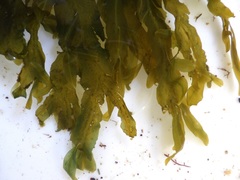 Dictyopteris polypodioides