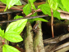 Epipedobates boulengeri