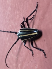 Sphaenothecus facetus