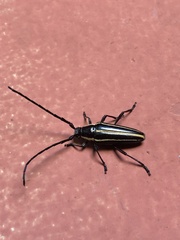 Sphaenothecus facetus