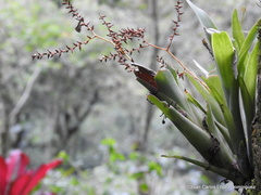 Catopsis sessiliflora