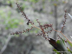 Catopsis sessiliflora