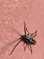 Sphaenothecus facetus