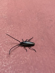 Sphaenothecus facetus