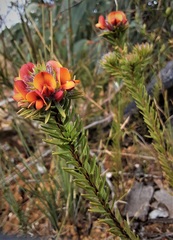 Pultenaea canescens