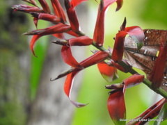 Tillandsia leiboldiana