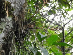 Tillandsia leiboldiana