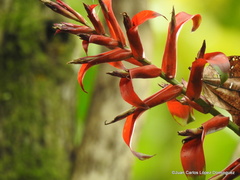Tillandsia leiboldiana