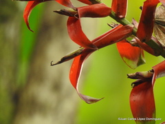 Tillandsia leiboldiana