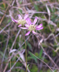 Aster rugulosus