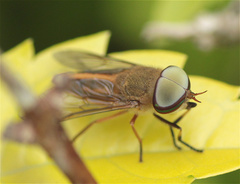 Tabanus occidentalis
