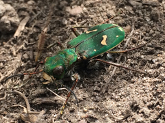 Cicindela ohlone