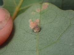 Atrusca clavuloides