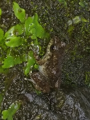 Eleutherodactylus semipalmatus