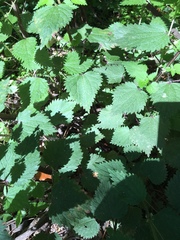 Urtica chamaedryoides
