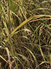 Sporobolus alterniflorus