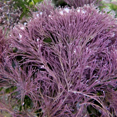 Photo of Red Jania (Jania rubens)