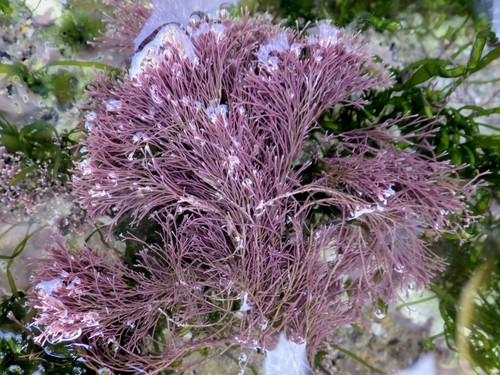 Photo of Red Jania (Jania rubens)