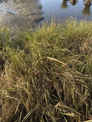 Sporobolus alterniflorus