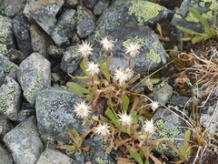 Erigeron humilis