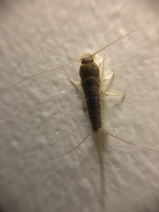 Ctenolepisma longicaudatum