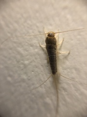 Ctenolepisma longicaudatum