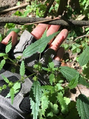 Urtica chamaedryoides