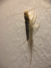 Ctenolepisma longicaudatum