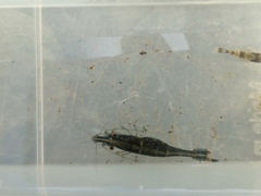 Paratya curvirostris