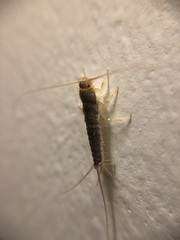 Ctenolepisma longicaudatum