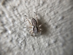 Menemerus bivittatus