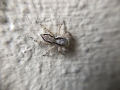 Menemerus bivittatus
