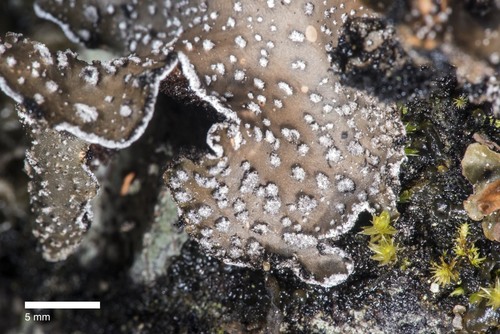 Pseudocyphellaria intricata image