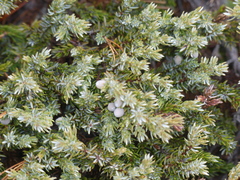 Juniperus communis kelleyi