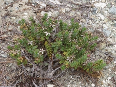 Bajacalia tridentata