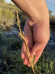 Sporobolus alterniflorus