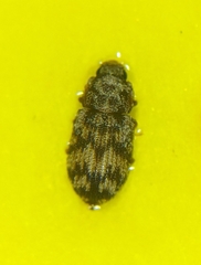 Synchita